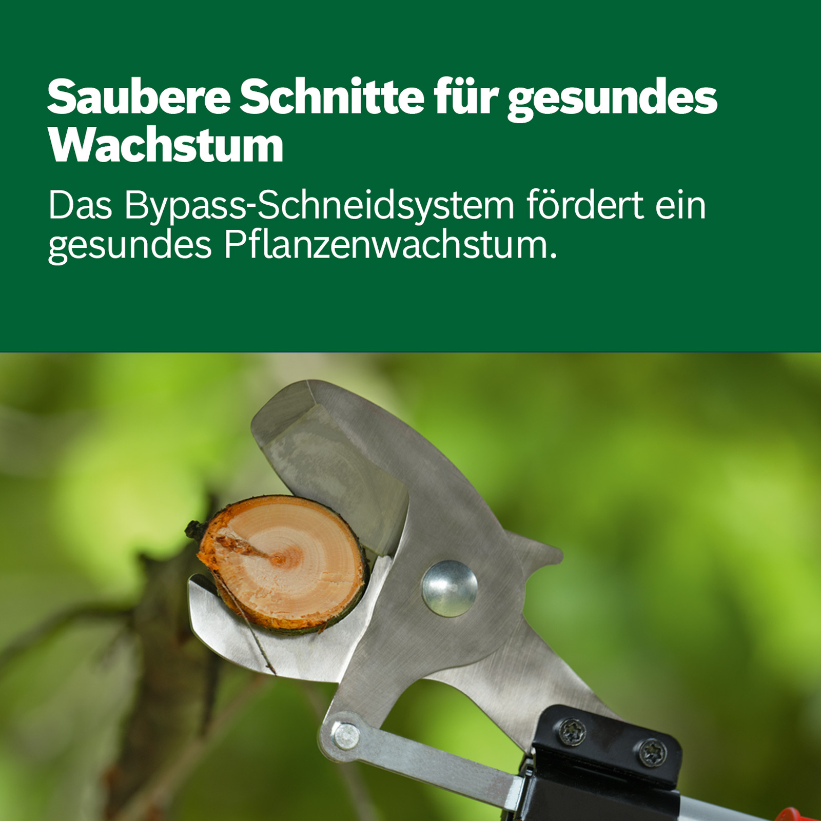 Baumschere schneidet einen kleinen Ast. Die Schnittfläche ist sichtbar. Grüner Hintergrund unscharf.