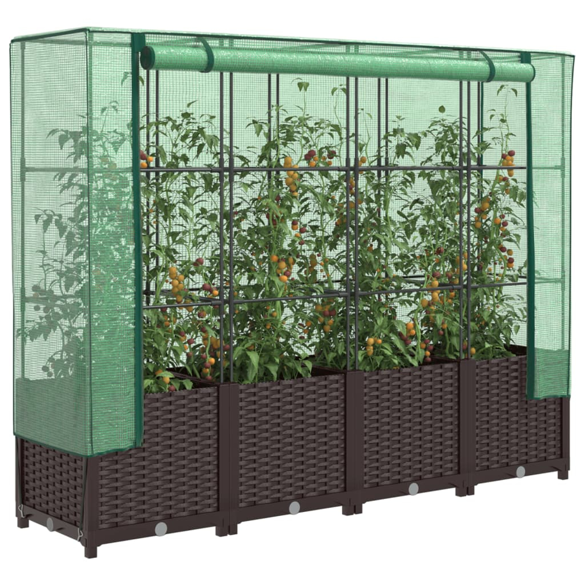 Una serra con pomodori. Ha una base in vimini marrone e una copertura a rete verde con telaio in metallo. Sono visibili pomodori maturi.