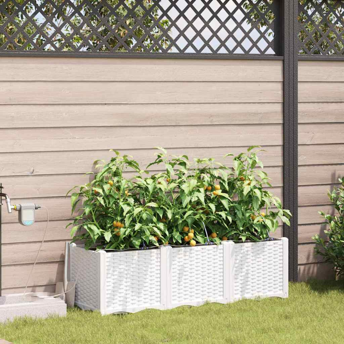 Weiße Pflanzkasten mit Tomatenpflanzen. Zaun im Hintergrund. Grünes Gras im Vordergrund. Bewässerungssystem links.