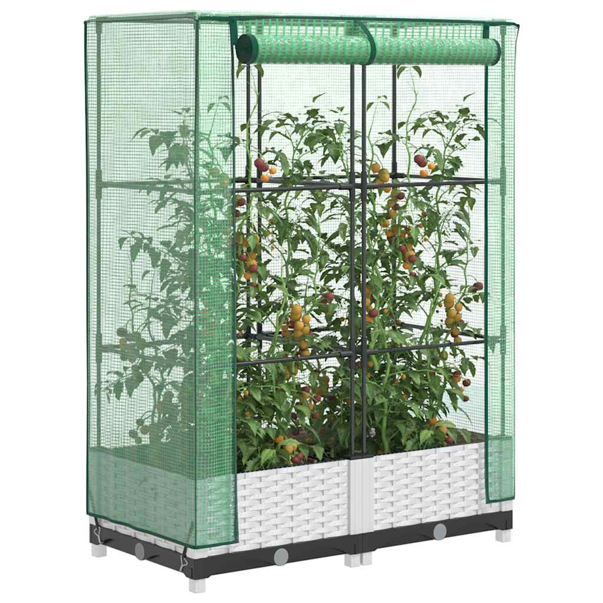 Una serra verde con piante di pomodoro all'interno. La struttura ha una base bianca intrecciata e un telaio in metallo. I pomodori sono gialli e rossi.