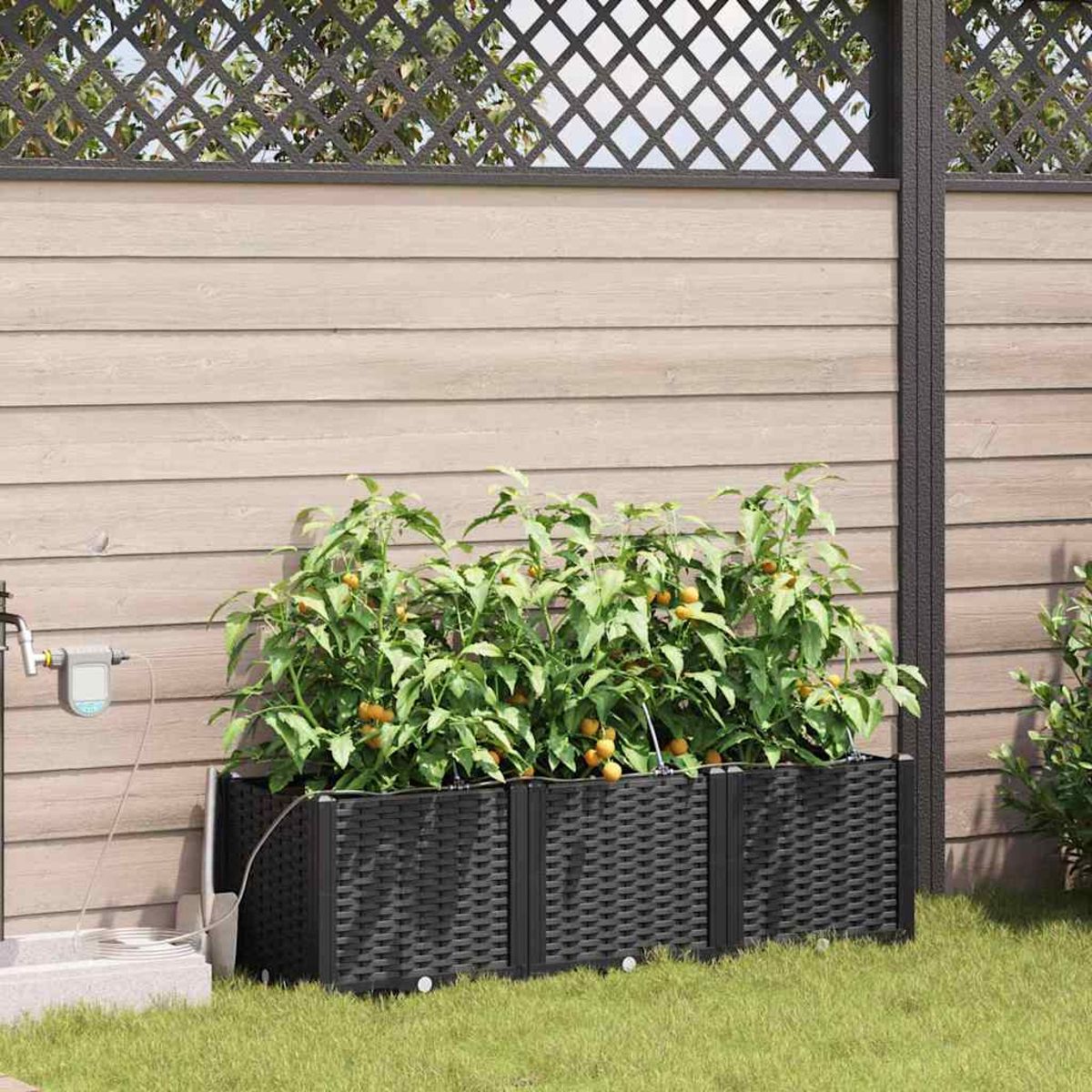 Un'aiuola rialzata con piante di pomodoro. Letto nero intrecciato contro una recinzione di legno. Pomodori gialli visibili.