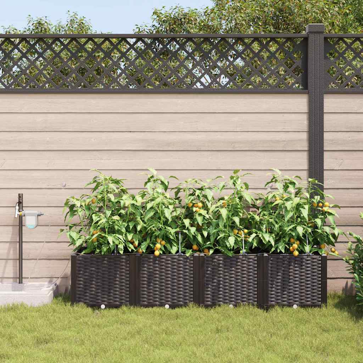 Un giardino con piante di pomodori in fioriere marroni. Sullo sfondo, una recinzione in legno con traliccio e un sistema idrico.