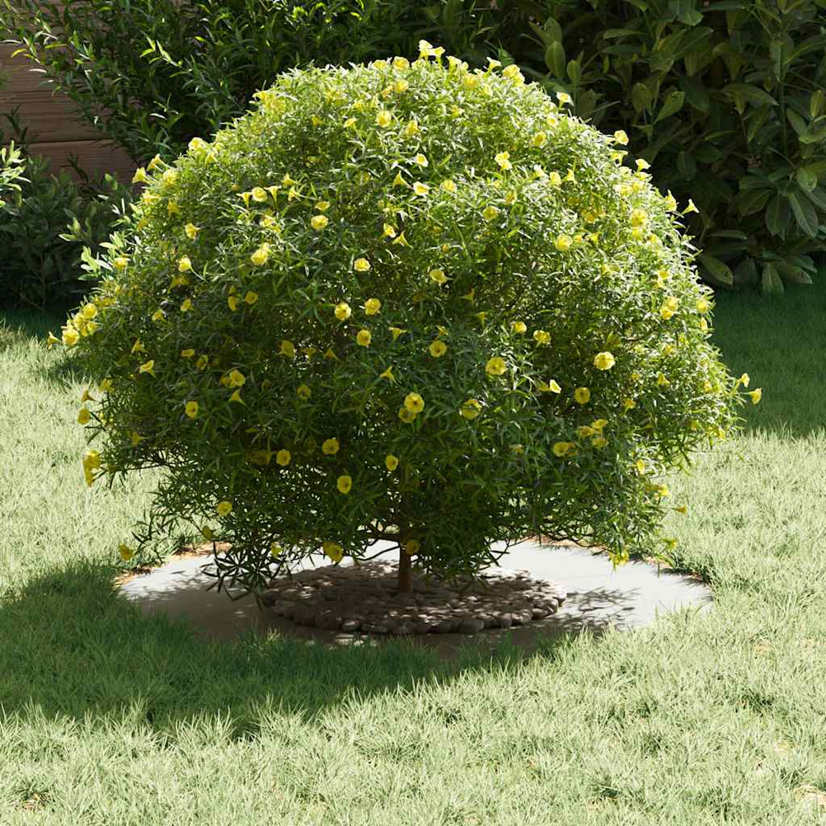 Un cespuglio sferico con fiori gialli si trova sull'erba. Il cespuglio è circondato da un sentiero di pietra circolare ed erba.