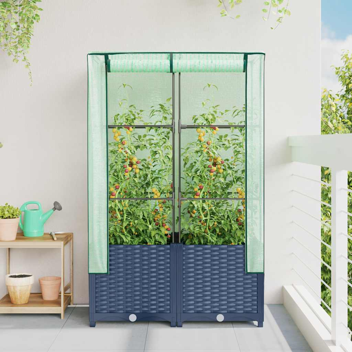 Una serra con piante di pomodori su un balcone. La struttura è blu e le piante sono piene di pomodori. È presente anche un annaffiatoio.