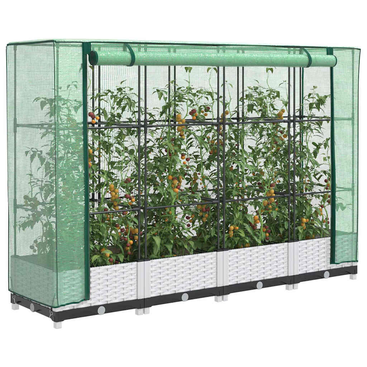 Una serra con piante di pomodoro. La rete e il telaio verdi racchiudono le piante e una base bianca intrecciata. I pomodori sono rossi e gialli.