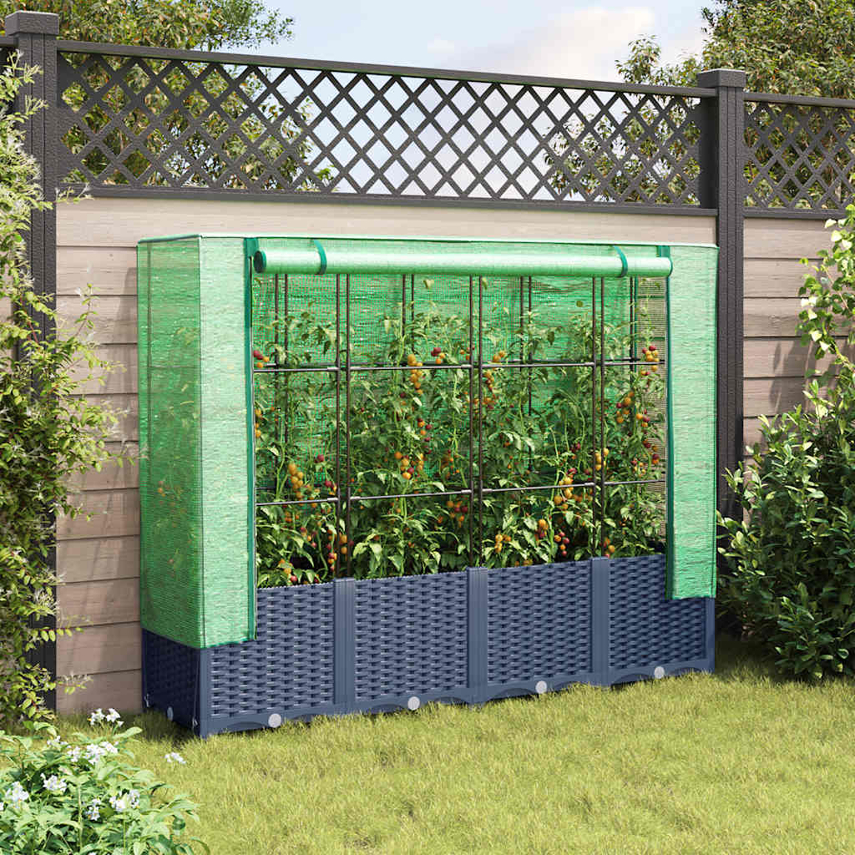 Ein grün bedecktes Gartenbeet mit Tomatenpflanzen. Es befindet sich in einem Hinterhof mit Holzzaun und dekorativem Gitter.