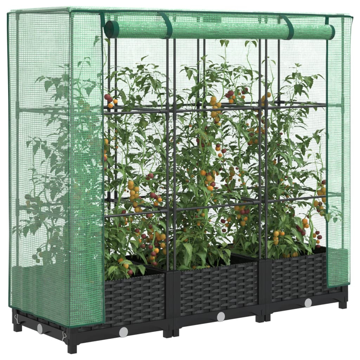 Una serra con piante di pomodori. Struttura e base nere, rete verde. I pomodori sono gialli e rossi. Fioriere nere intrecciate.