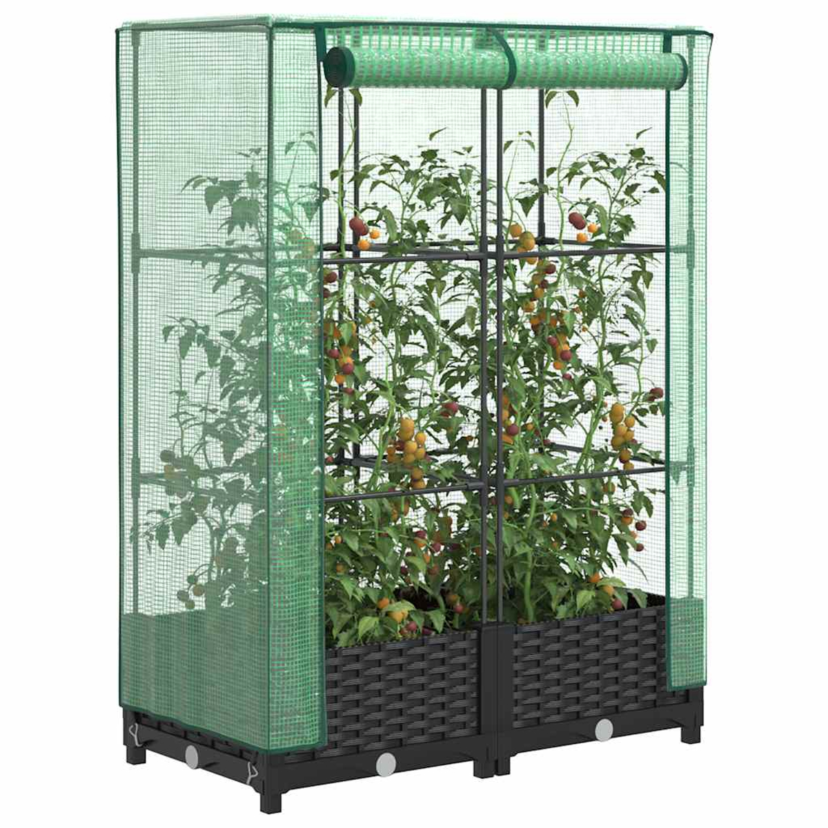 Una serra verde con piante di pomodoro, struttura nera e fioriere intrecciate. I pomodori sono gialli e rossi.