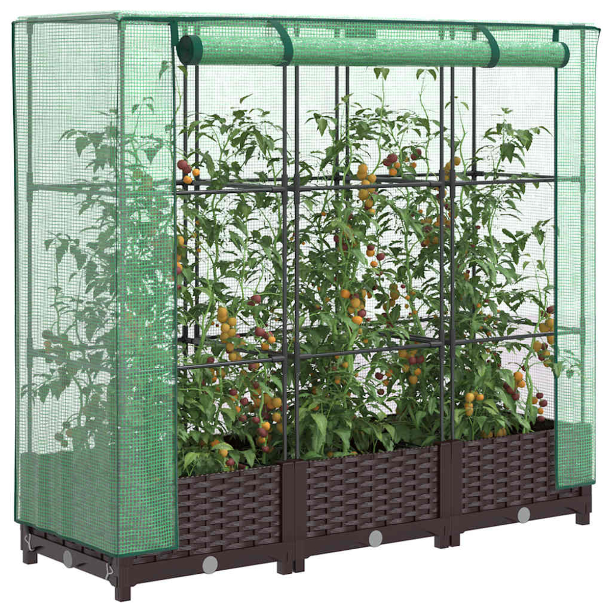 Una serra verde con pomodori che crescono all'interno. Contenitori per piante marroni intrecciati alla base. Muri e tetto a rete verdi.