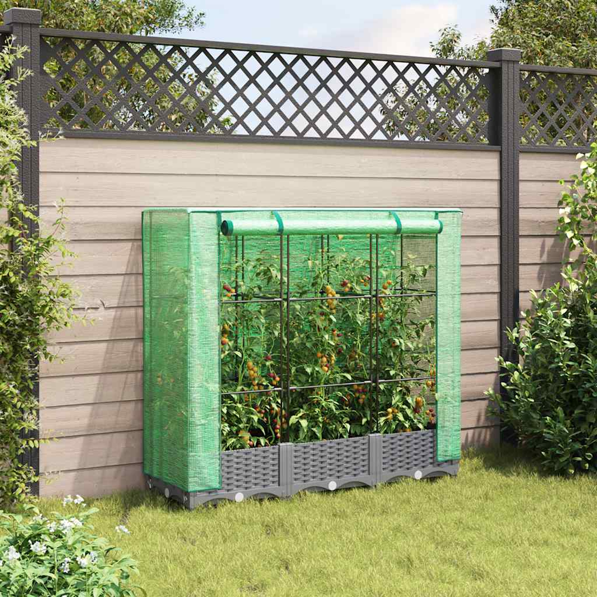 Una serra verde con piante di pomodori all'interno, contro una staccionata di legno e un muro con griglia. La scena è in un giardino.