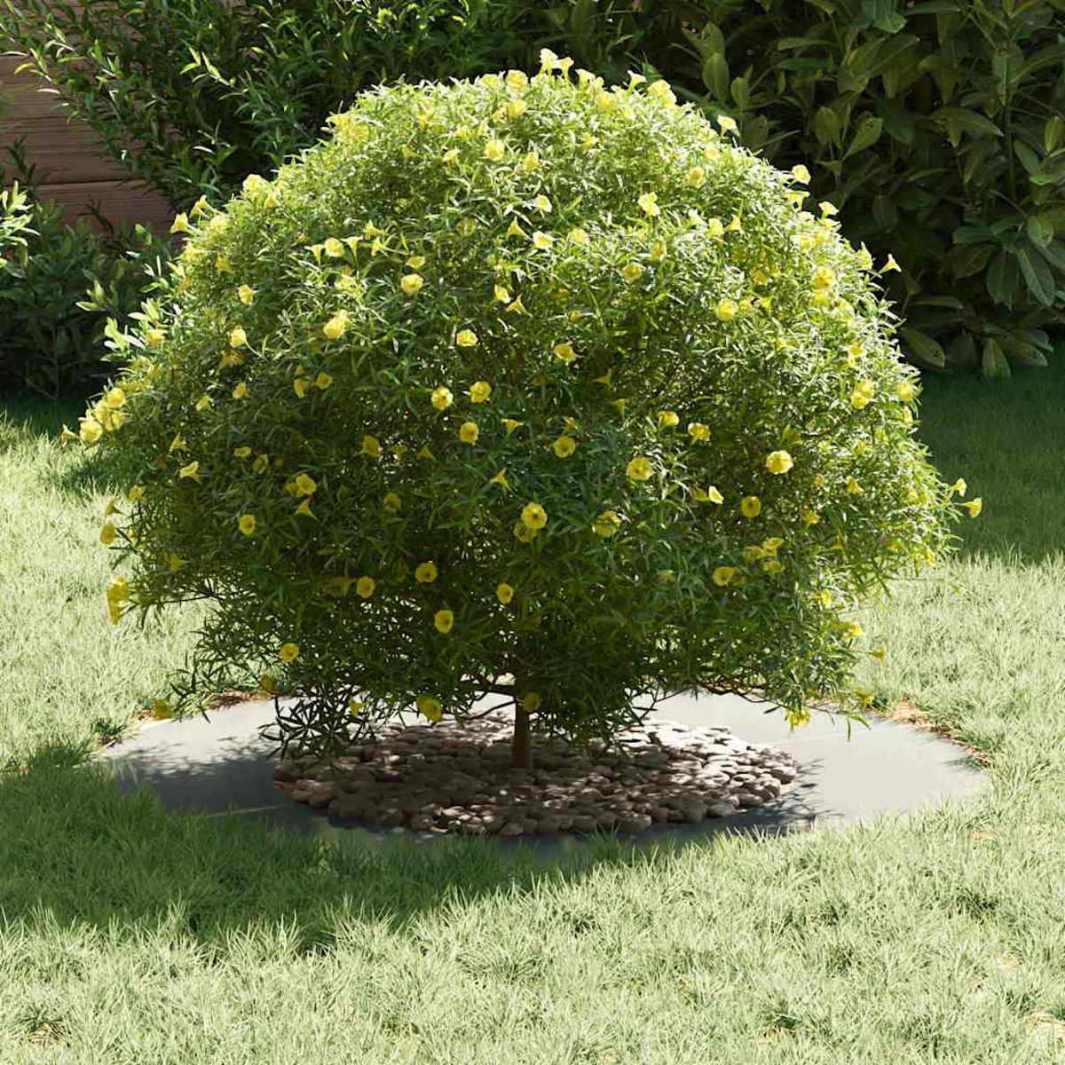 Un cespuglio rotondo verde con fiori gialli si trova su un letto di pietre, circondato dall'erba. Altri cespugli sullo sfondo.