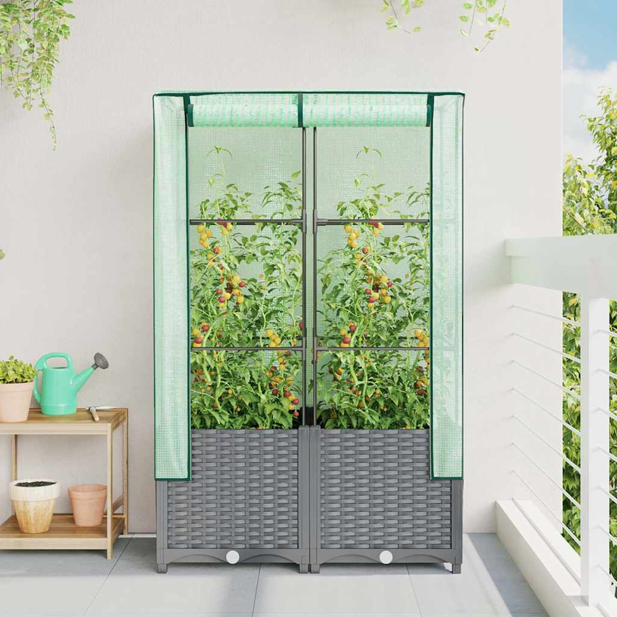 Serra con piante di pomodori. Base grigia intrecciata, copertura trasparente con bordo verde. Vista balcone con piante e annaffiatoio.