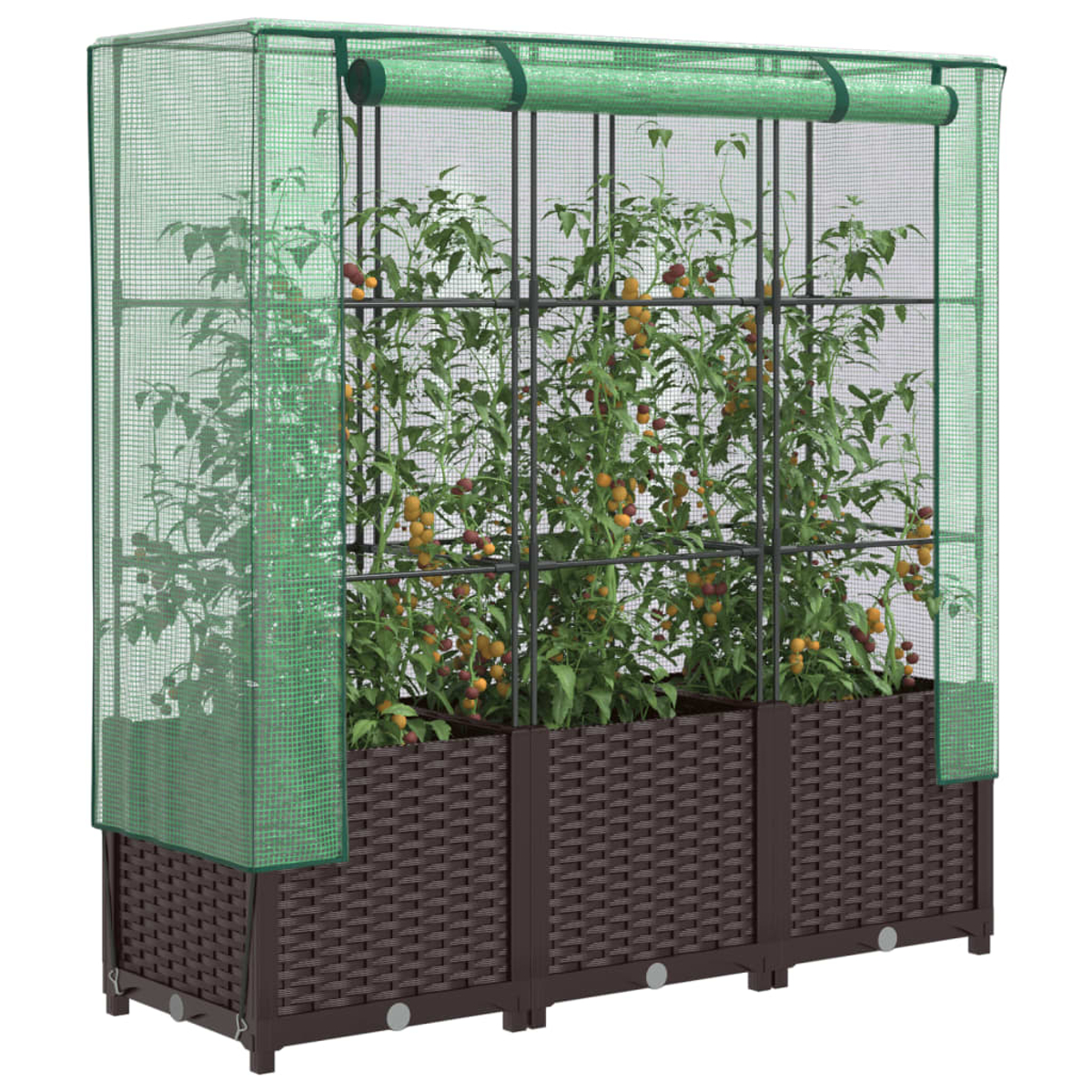 Serra con piante di pomodoro. Scatole di piante intrecciate marroni alla base. Copertura a rete verde. Pomodori rossi e gialli.