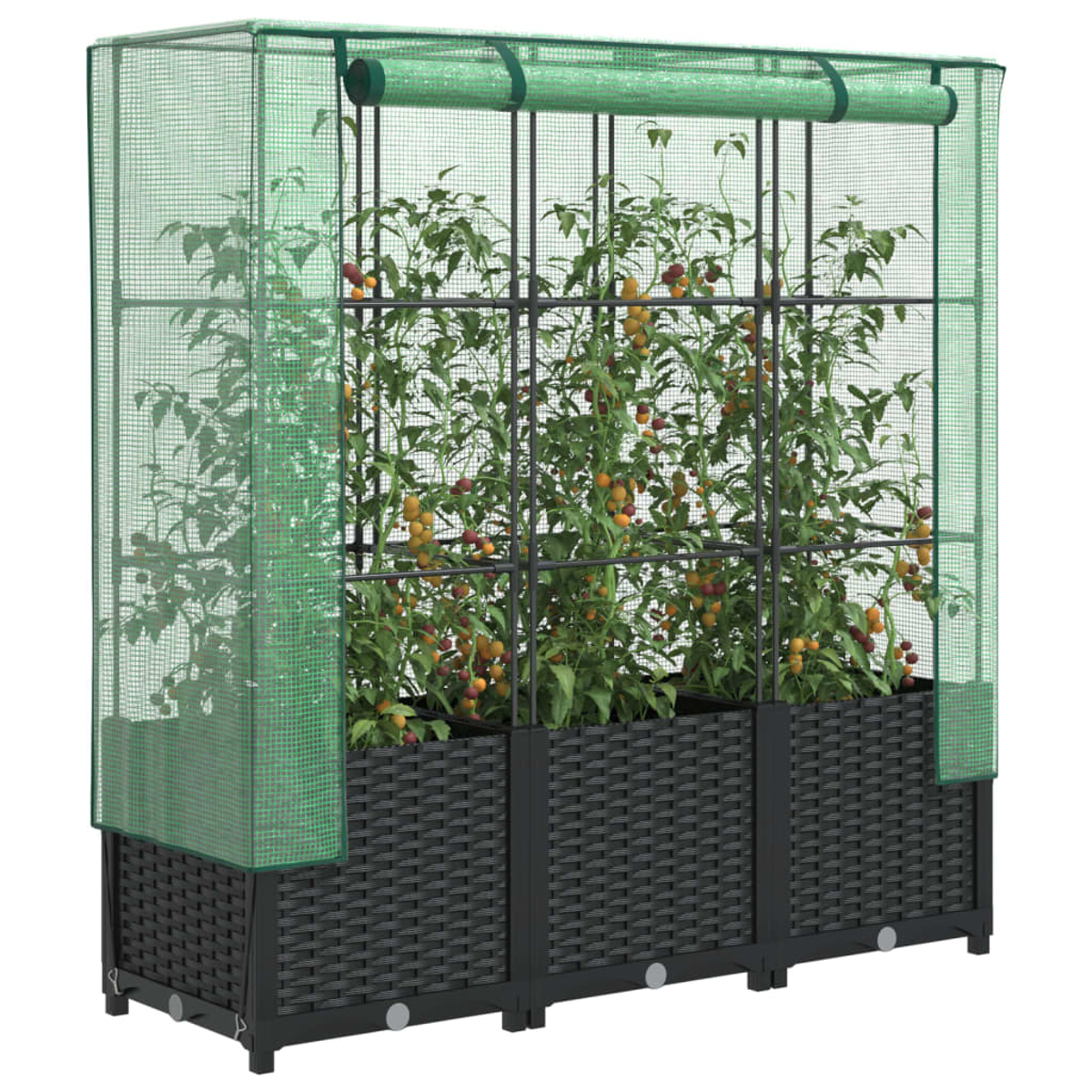 Un involucro per piante con rete verde, struttura nera e fioriere intrecciate. All'interno piante di pomodoro con frutti maturi.