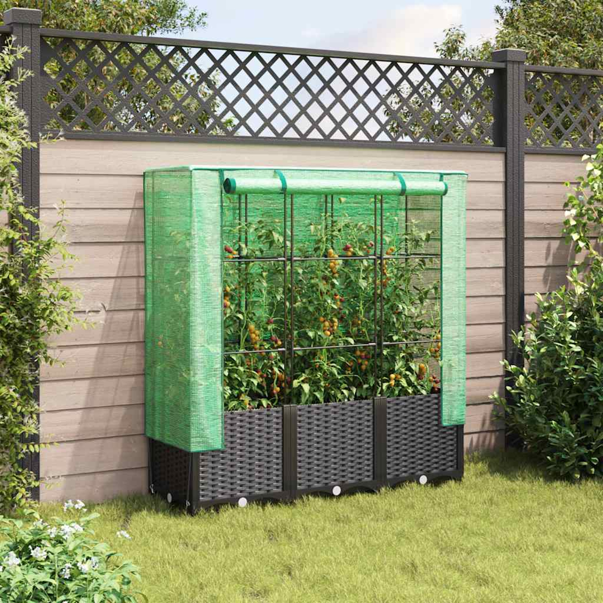 Una serra verde con piante di pomodori in un giardino. C'è una recinzione di legno sullo sfondo.