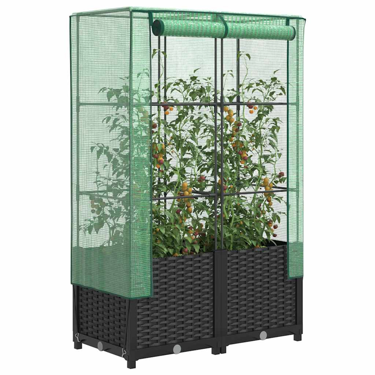 Una serra verde con telaio nero. All'interno piante di pomodoro con pomodori rossi e gialli, posti su una fioriera nera intrecciata.