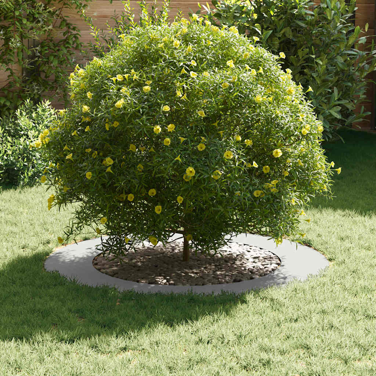 Un cespuglio rotondo con fiori gialli si trova in un cortile erboso. Un bordo di cemento grigio circonda la base con piccole pietre.