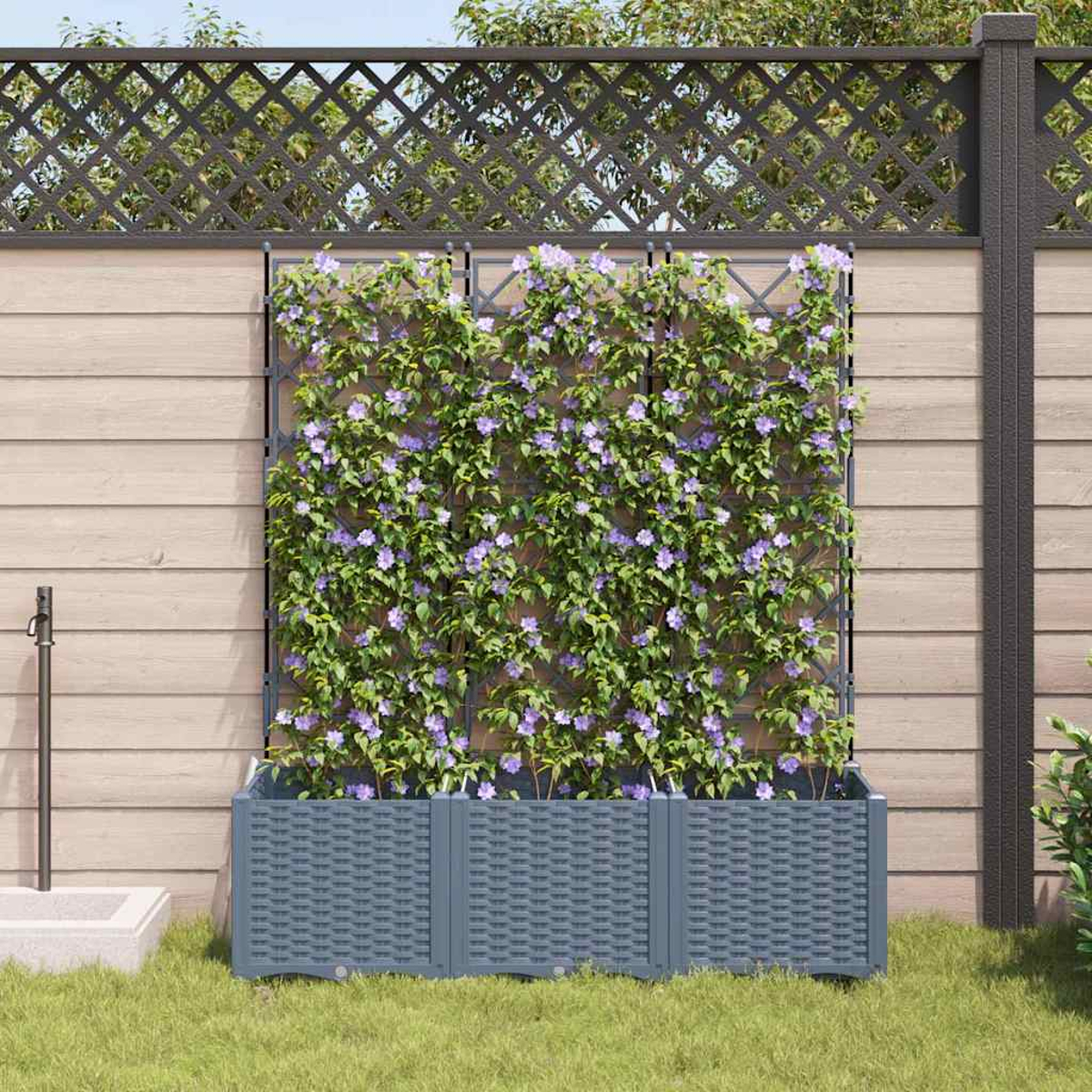 Eine Gartenszene mit einem Gitter, das mit lila Blumen bedeckt ist. Vor dem Gitter steht ein grauer Pflanzkasten auf grünem Gras.