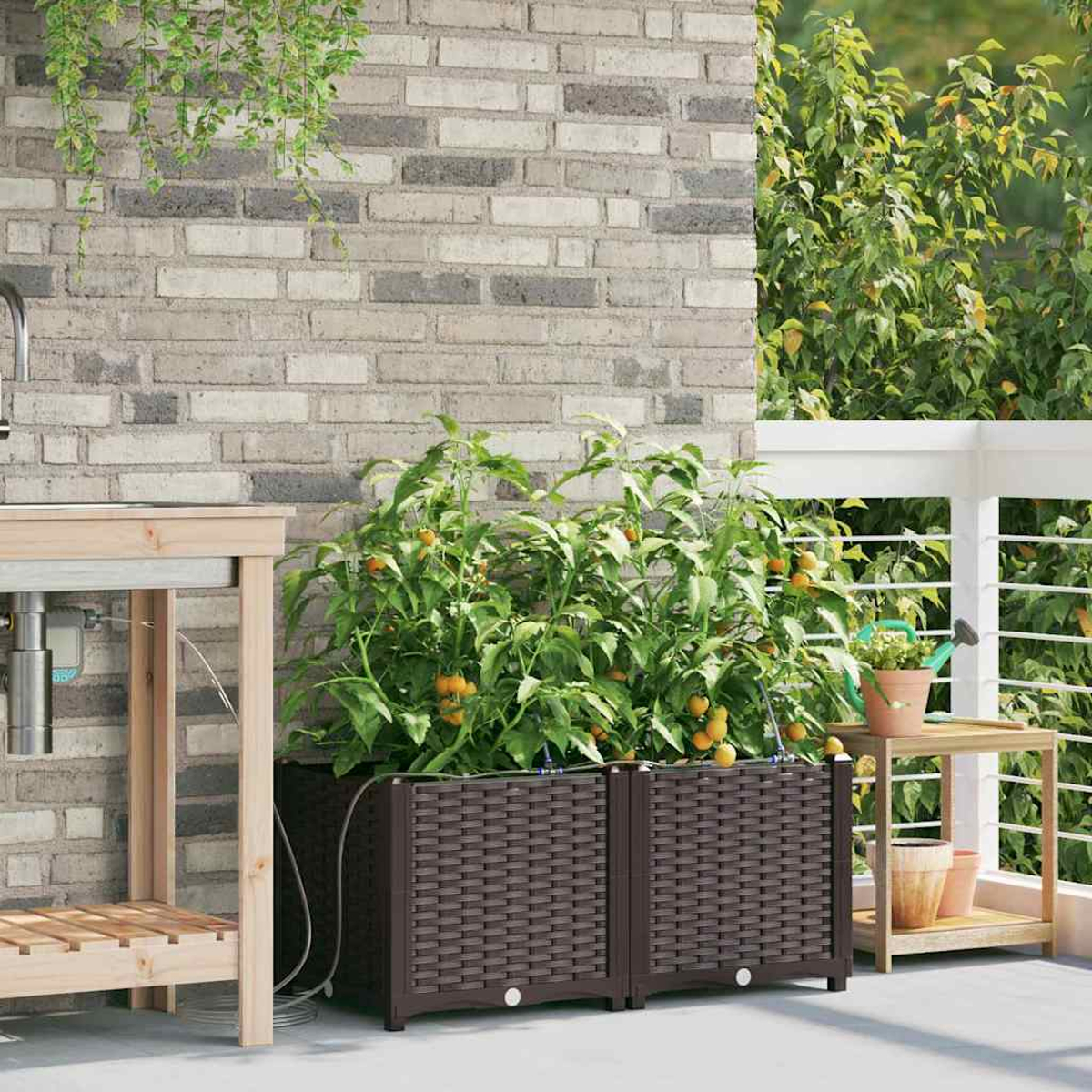 Piante di pomodori in fioriere marroni su un patio. Muro di mattoni e tavolo di legno a sinistra. Fogliame verde e ringhiera bianca sullo sfondo.