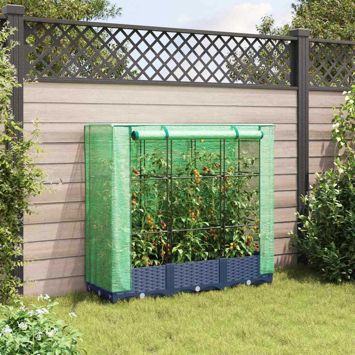 Serra con piante di pomodori. Ha una copertura a rete verde e si trova su un'area erbosa vicino a una recinzione di legno.
