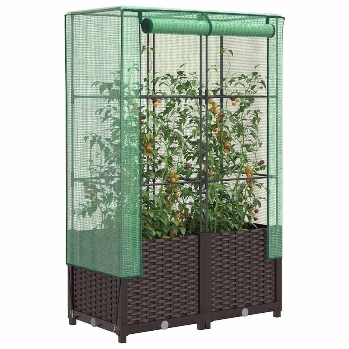 Una serra con piante di pomodoro. La struttura è marrone e ha una copertura a rete verde. Si vedono pomodori maturi.