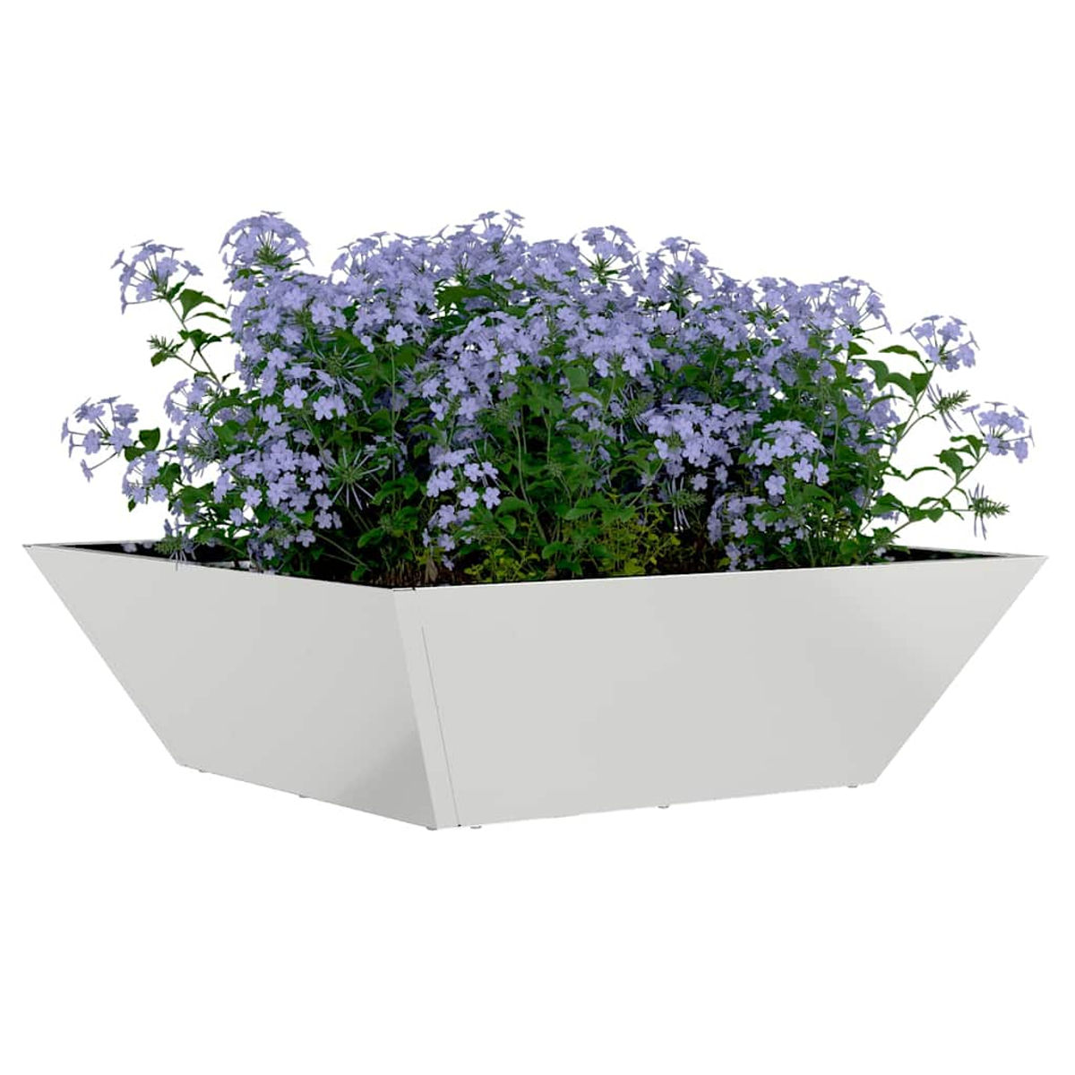 Una fioriera bianca e angolata piena di piante verdi e grappoli di piccoli fiori viola chiaro. Sfondo bianco.