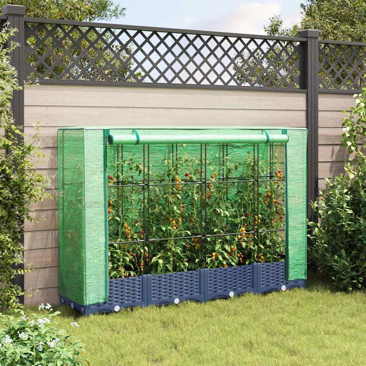 Una serra verde con piante di pomodoro all'interno, contro una recinzione di legno. La scena è in un giardino con erba verde.