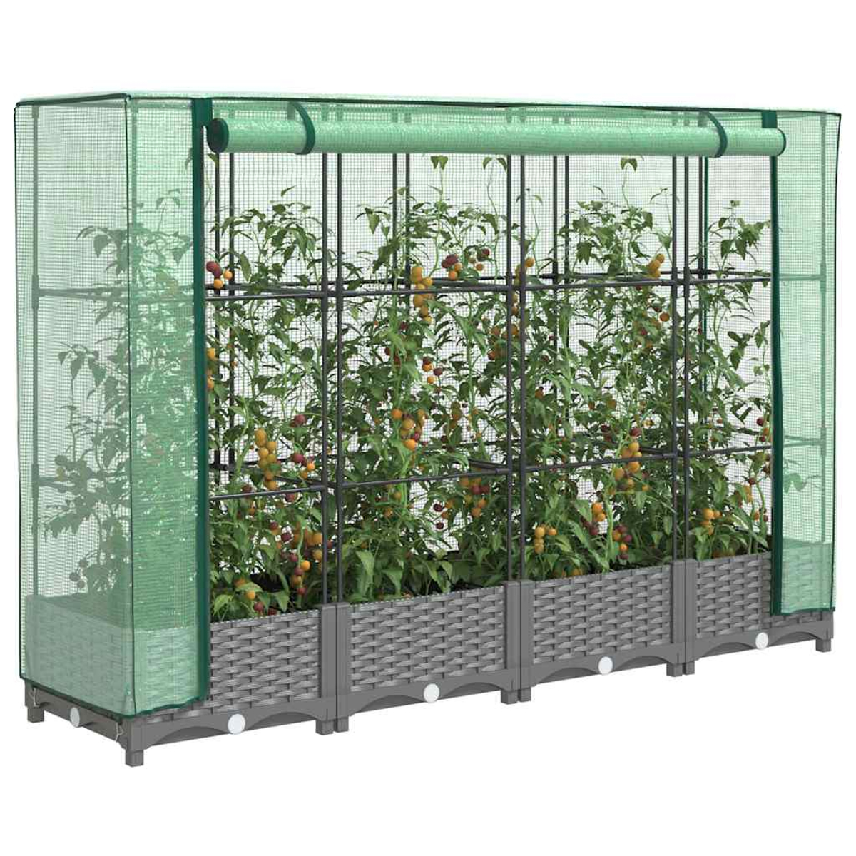 Una serra verde con piante di pomodori. La struttura è rettangolare con una base grigia. I pomodori sono rossi e gialli.