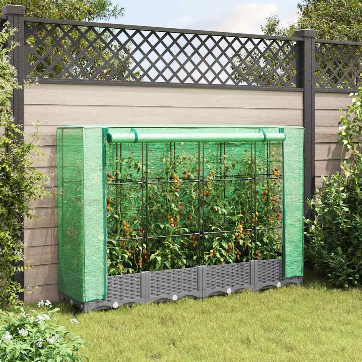 Una serra verde con piante di pomodori. Contro una recinzione in legno con traliccio, su un prato.