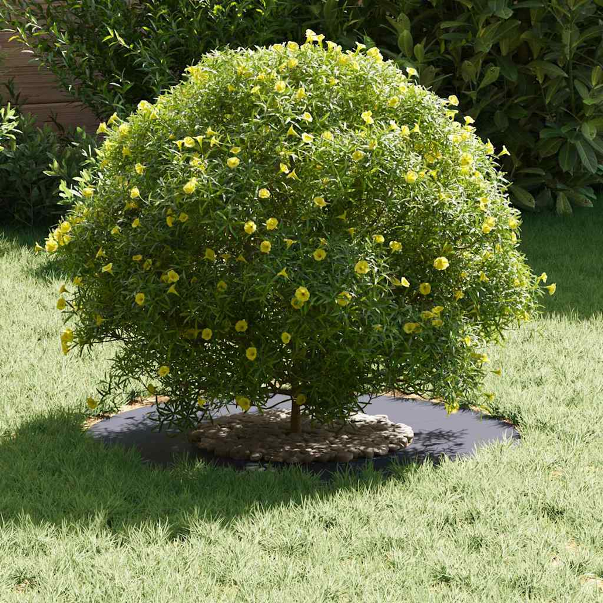 Ein kugelförmiger Busch mit gelben Blüten steht auf grünem Gras. Ein dunkler Kreis umgibt die Basis, bedeckt mit kleinen Steinen. Grünes Laub im Hintergrund.