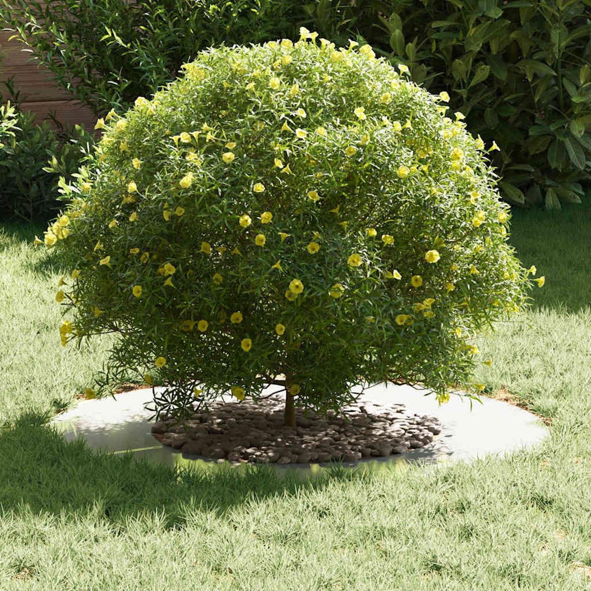 Un cespuglio rotondo con fiori gialli è su un cerchio di pietra, circondato da erba verde. Altre piante sono sullo sfondo.