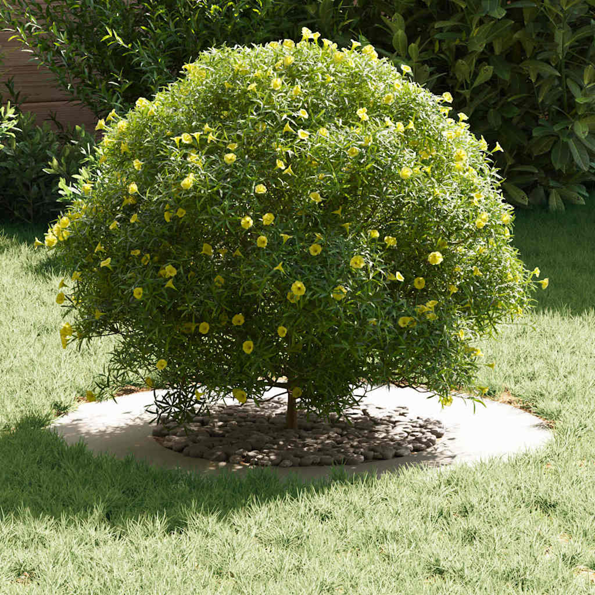 Ein runder Busch mit gelben Blüten ist von grünem Gras und kleinen Steinen umgeben. Ein Betonring umgibt die Basis des Busches.