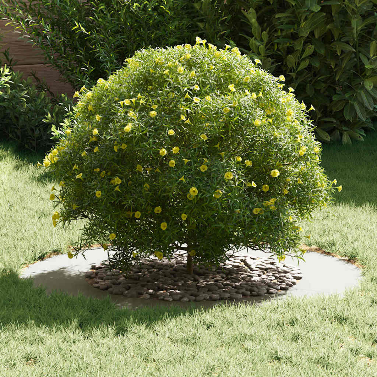 Ein runder, grüner Busch mit gelben Blüten steht auf einem Steinhaufen. Es ist von grünem Gras und anderen Pflanzen umgeben.