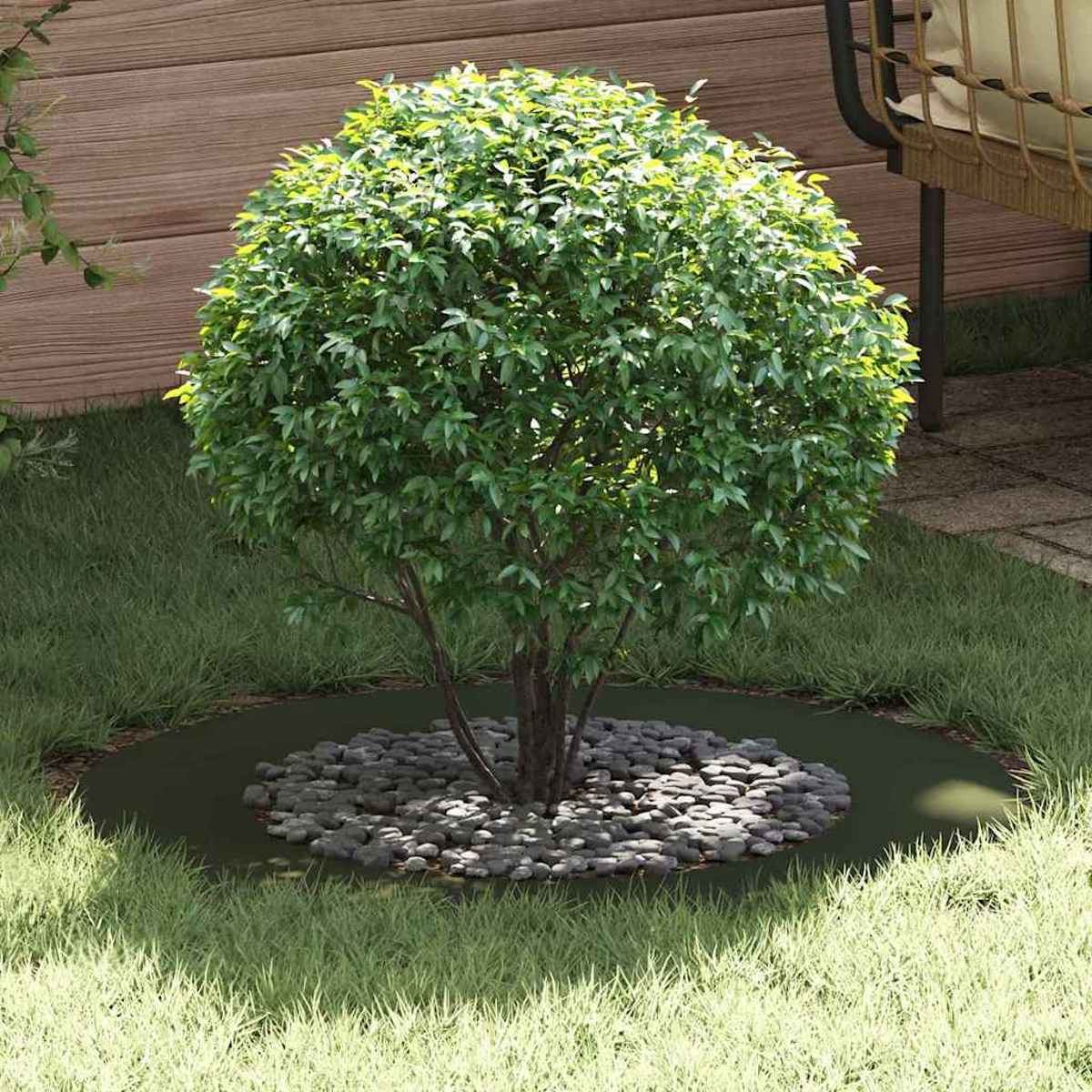 Un cespuglio verde sferico è circondato da piccole rocce scure, sull'erba. Parete in legno e sedia sullo sfondo.