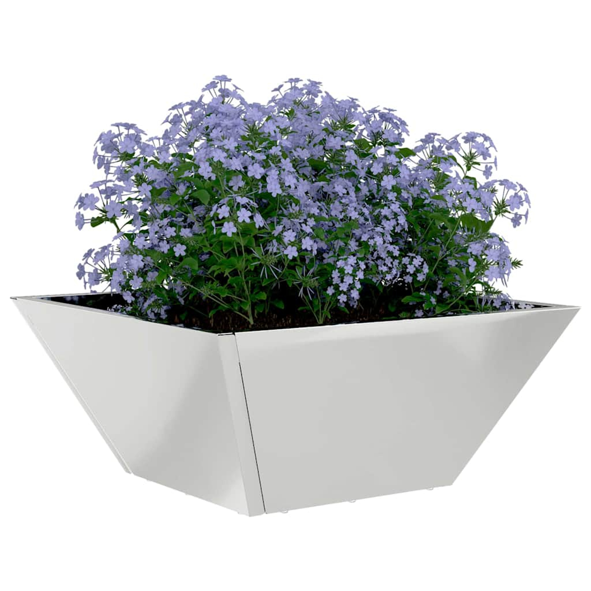 Una fioriera bianca e angolata contiene un cespuglio con molti piccoli fiori viola chiaro e foglie verdi. Sfondo bianco.