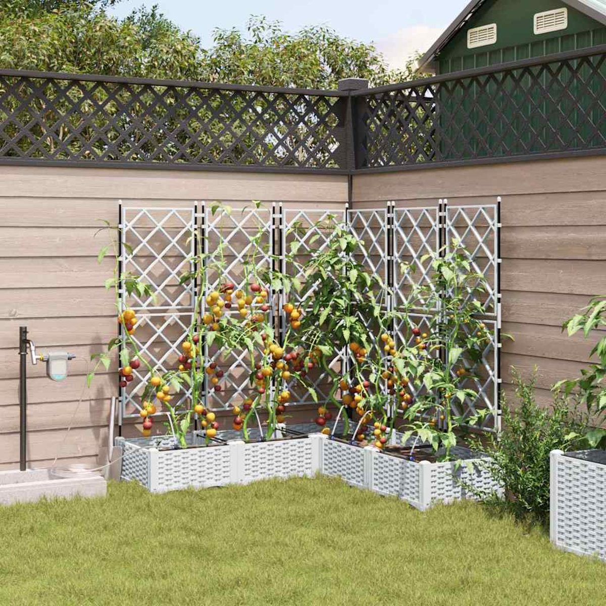 Un giardino con piante di pomodori che crescono su tralicci bianchi. Recinzione in legno ed erba verde sullo sfondo, con una casa.