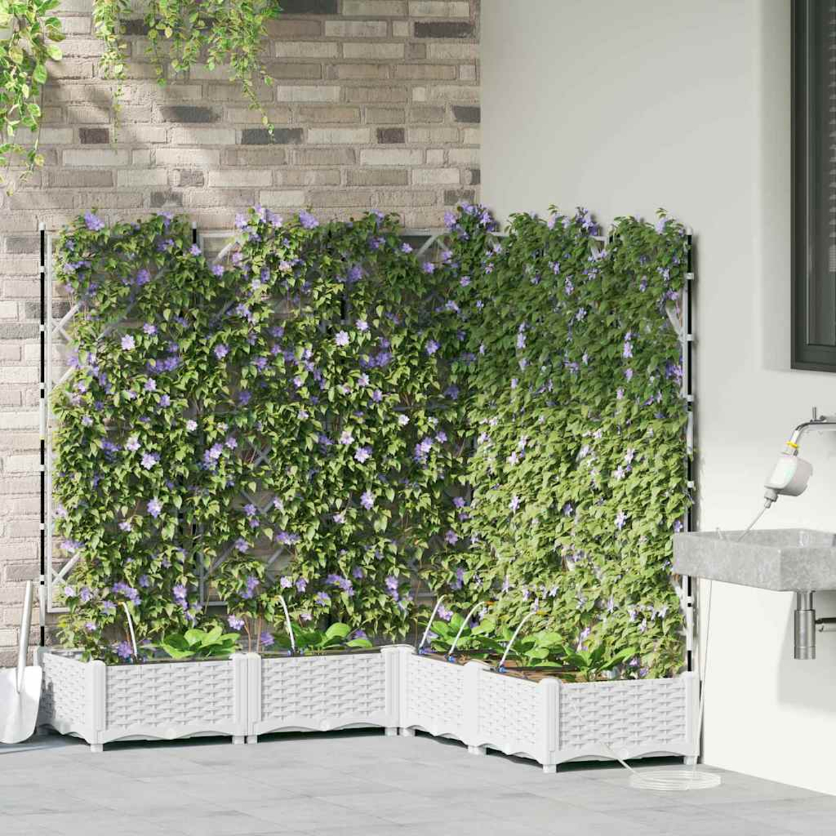 Una scena di giardino con piante rampicanti su tralicci, fiori viola, fioriere bianche e uno sfondo di muro di mattoni.