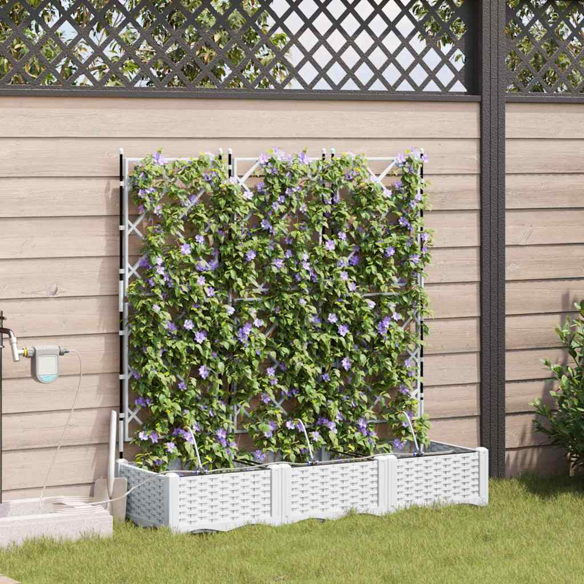 Un traliccio bianco con piante rampicanti con fiori viola. Il traliccio è in una fioriera bianca sull'erba, contro una recinzione di legno.