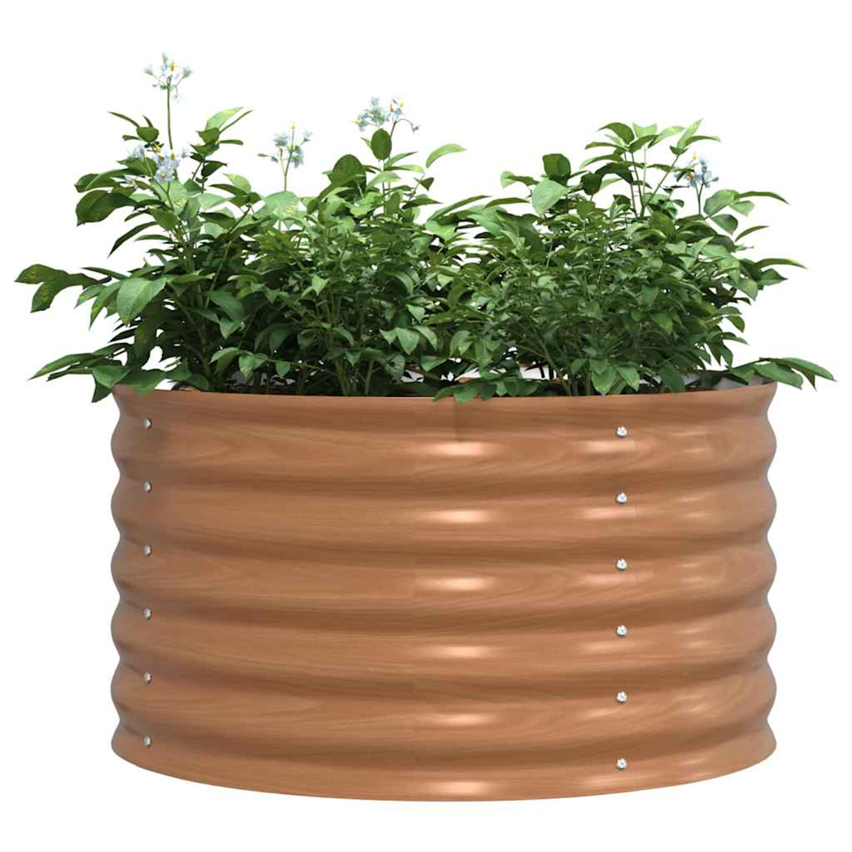 Un'aiuola rialzata marrone con piante verdi e fiori bianchi. L'aiuola ha un design ondulato e si trova su sfondo bianco.