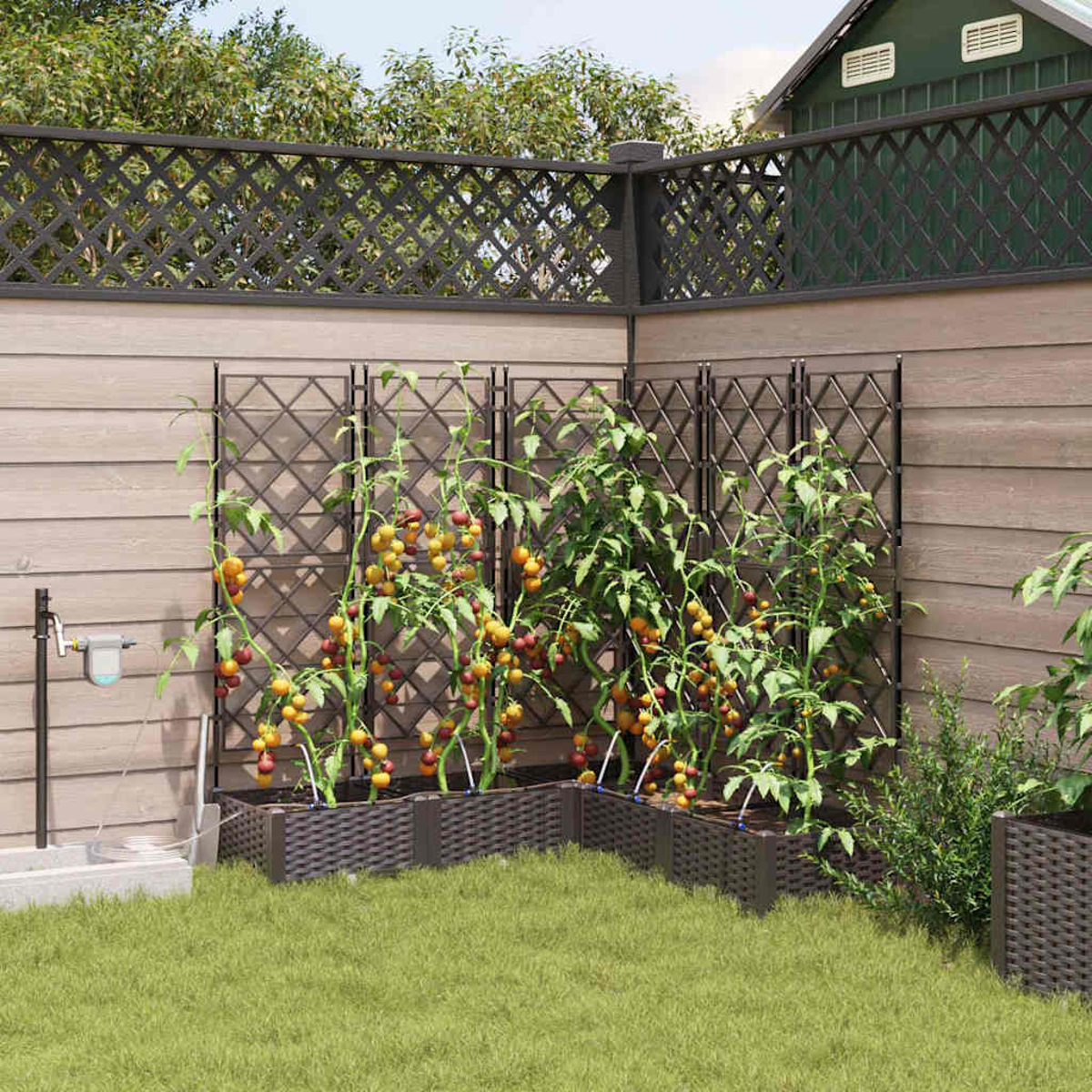 Un giardino con piante di pomodoro che crescono in fioriere marroni. Una recinzione circonda il giardino e l'erba copre il terreno.