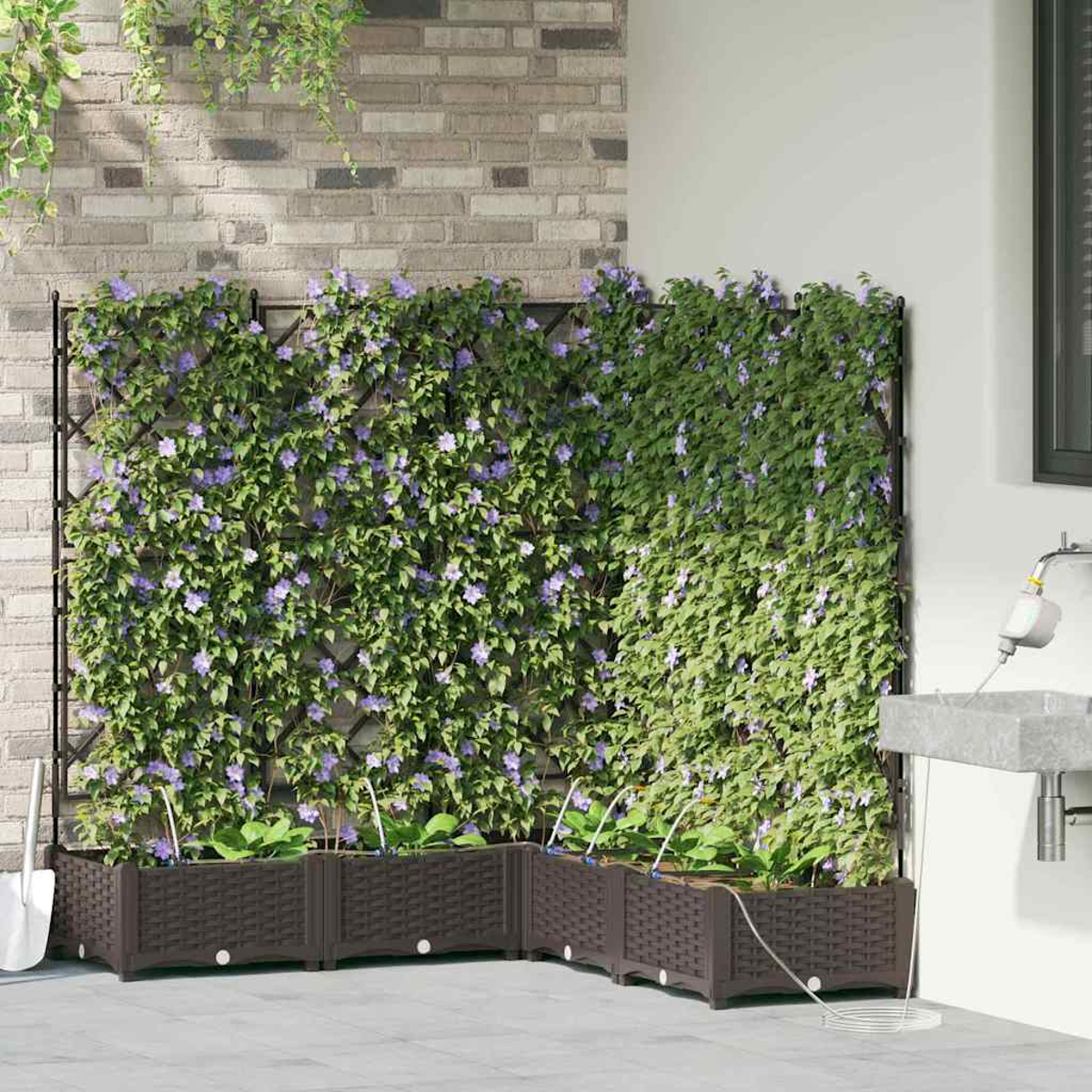 Piante rampicanti verdi con fiori viola su un traliccio. Fioriere marroni in basso. Muro di mattoni a sinistra e muro bianco a destra.