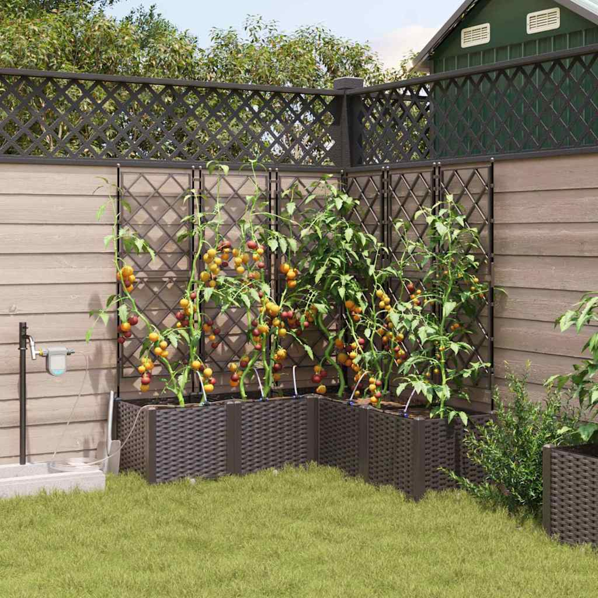 Tomatenpflanzen mit gelben und roten Früchten wachsen in braunen Pflanzgefäßen vor einem Holzzaun. Grünes Gras bedeckt den Boden.