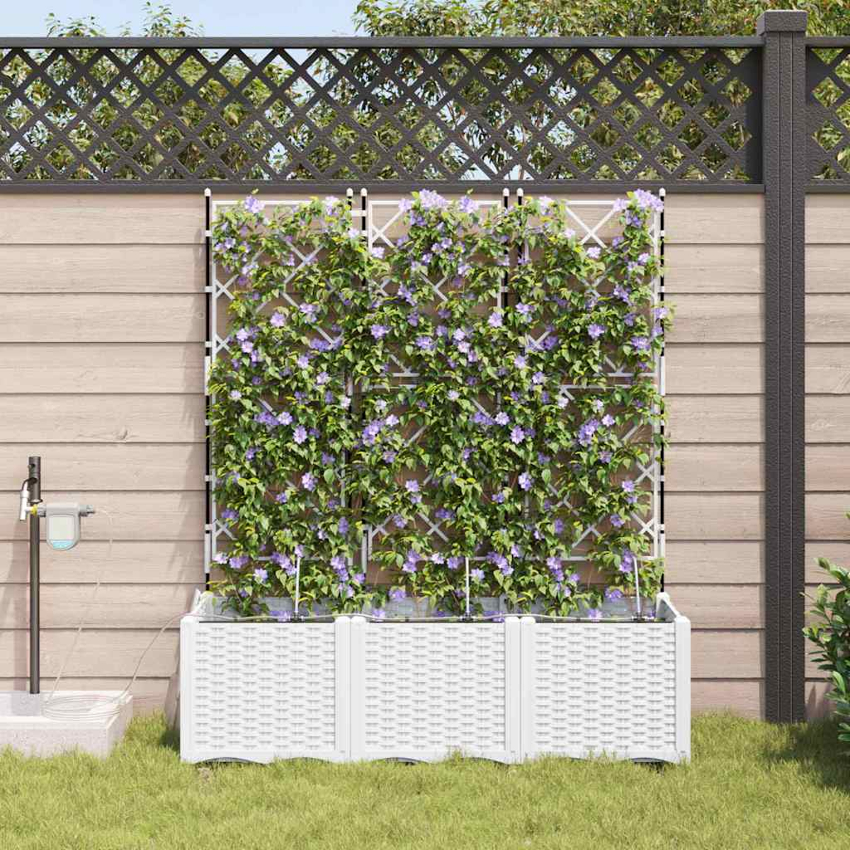 Fioriera bianca con piante rampicanti su traliccio. Fiori viola e foglie verdi. Dietro, una staccionata in legno e traliccio.