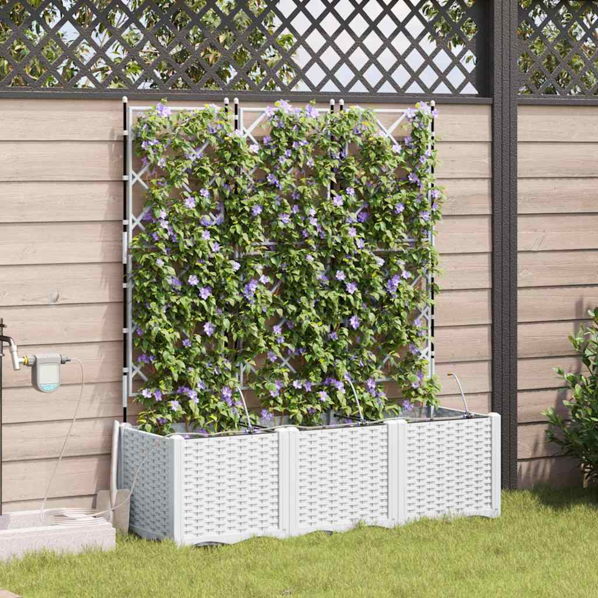 Una scena di giardino con un traliccio bianco ricoperto di fiori viola. È ambientata contro una recinzione di legno. Davanti c'è una fioriera bianca.