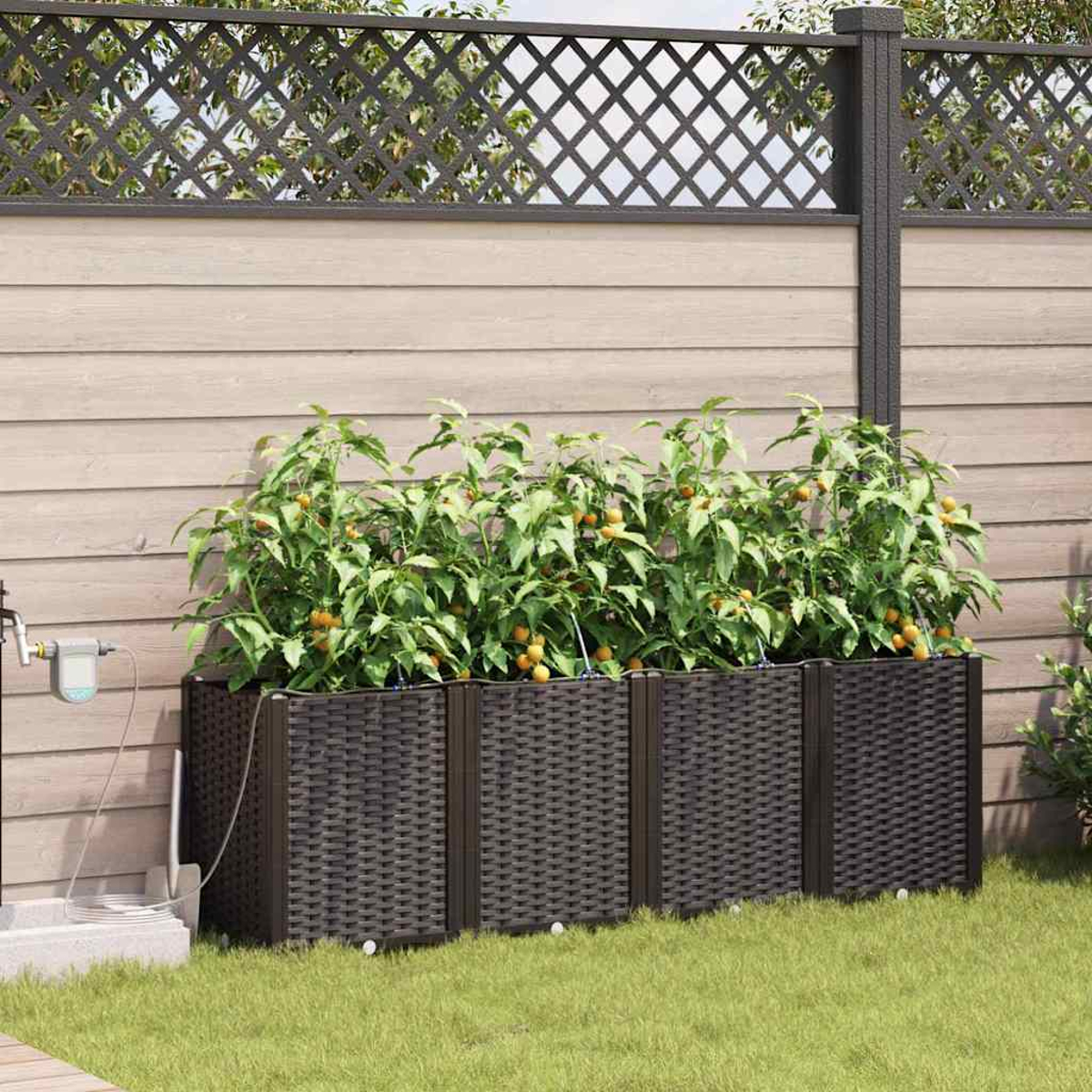 Ein erhöhtes Gartenbeet mit Pflanzen, einem Zaun und Rasen. Die Pflanzen haben gelbe Früchte. Ein Schlauch und ein Bewässerungssystem sind vorhanden.