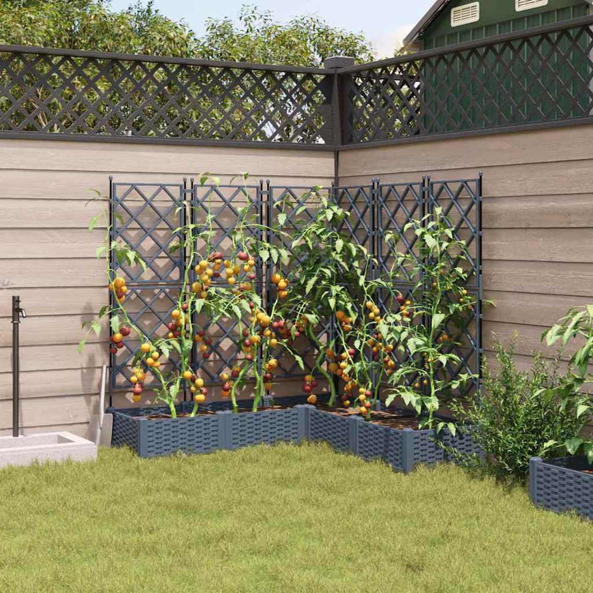Una scena di giardino con piante di pomodori che si arrampicano su tralicci. Erba verde, recinzione in legno e una casa sullo sfondo.