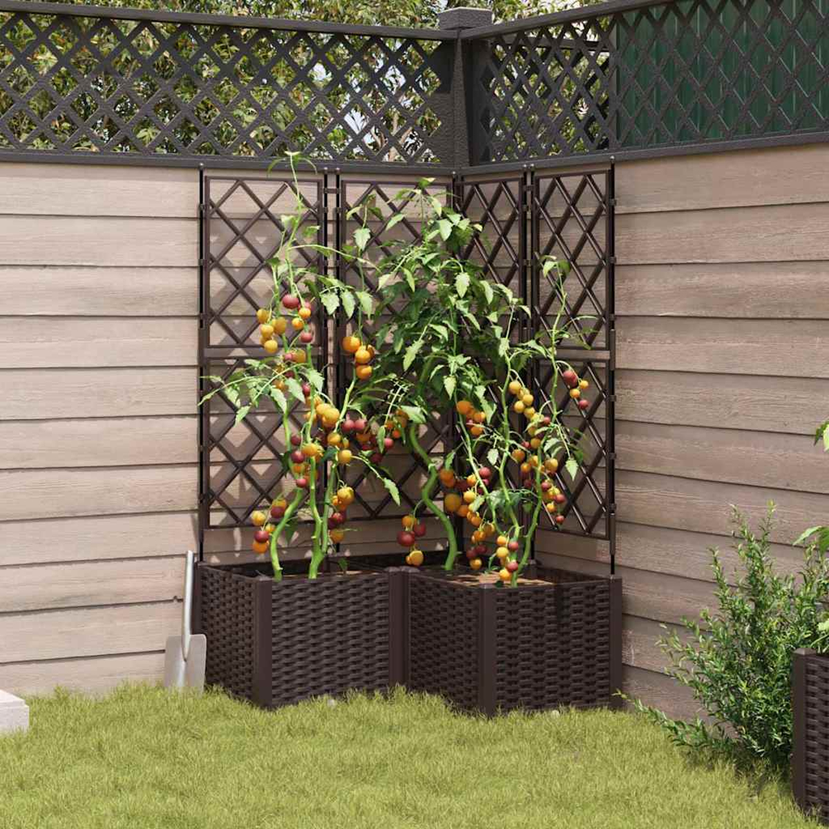 Tomatenpflanzen in braunen Pflanzgefäßen vor einem Holzzaun mit Spalier. Grünes Gras und eine kleine Schaufel sind im Vordergrund.