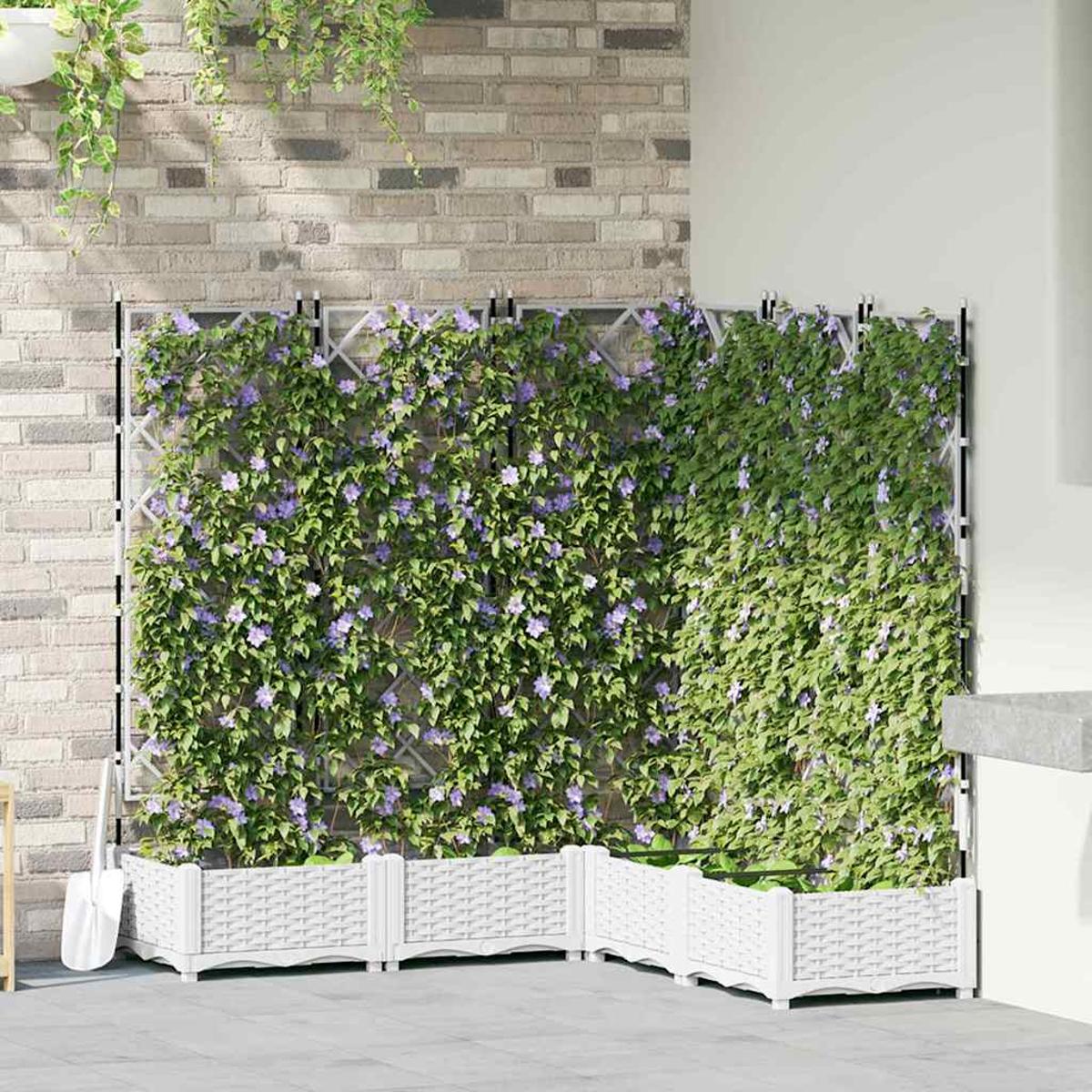 Un traliccio coperto di foglie verdi e fiori viola. Sotto ci sono fioriere bianche. Un muro di mattoni è dietro il traliccio.
