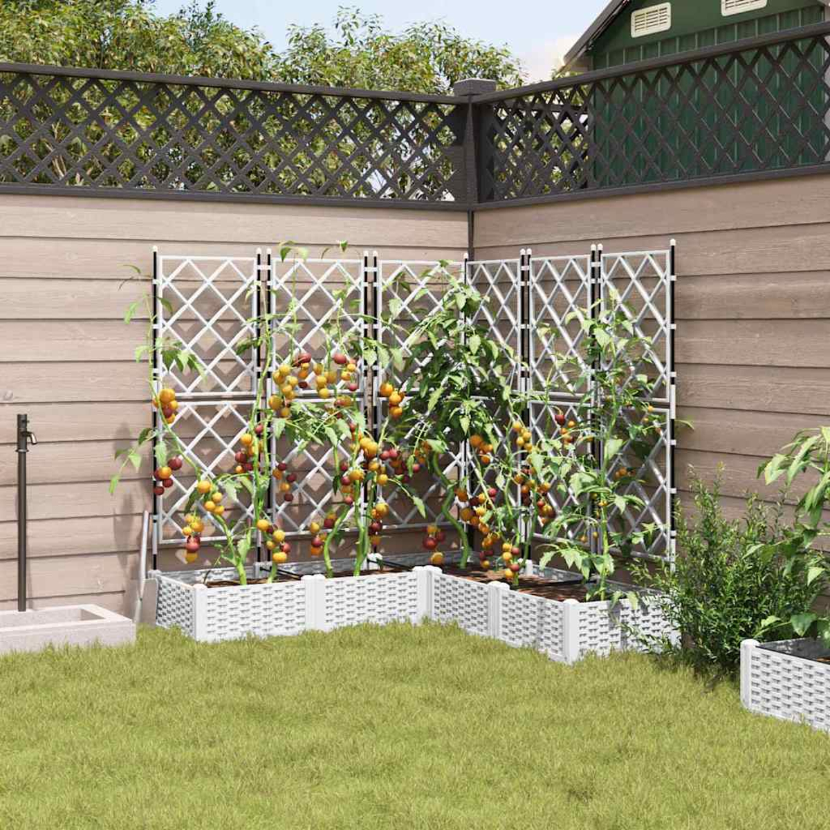 Un angolo di giardino con piante di pomodoro che crescono su tralicci. Le fioriere bianche sono sull'erba. Una recinzione di legno e una casa sullo sfondo.