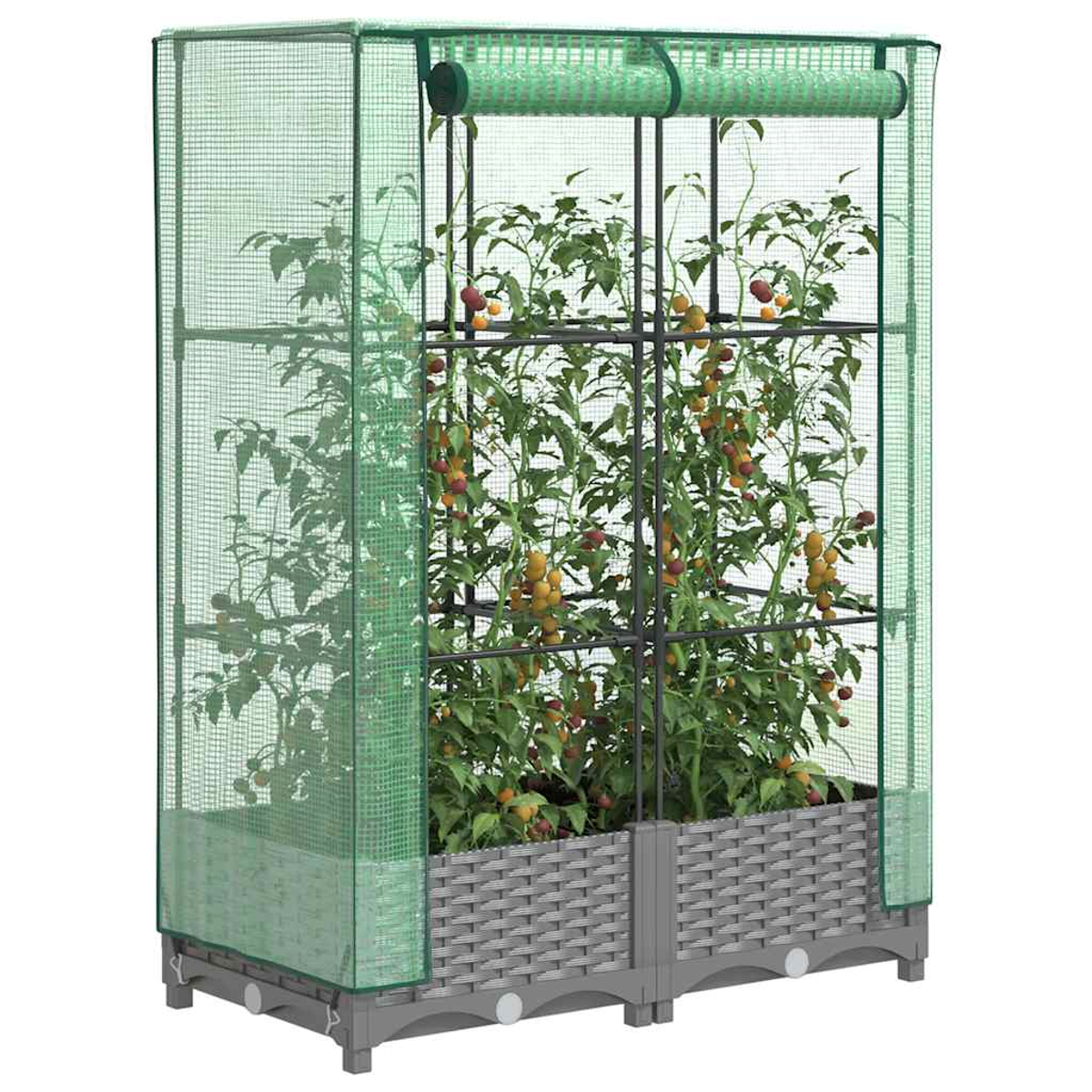 Una serra verde con piante di pomodori all'interno. La struttura è in rete verde e metallo. Le piante hanno pomodori rossi e gialli.
